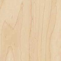 Manitoba Maple